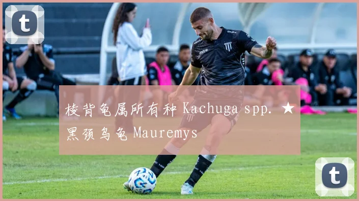 棱背龟属所有种 Kachuga spp. ★黑颈乌龟 Mauremys